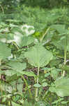 Skunk cabbage